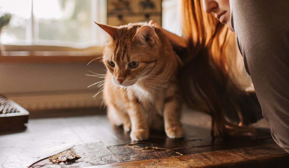 cat standing on a table