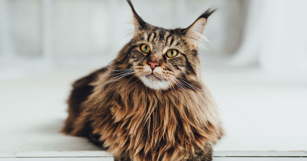 緬因貓｜優雅巨人 × 溫柔陪伴