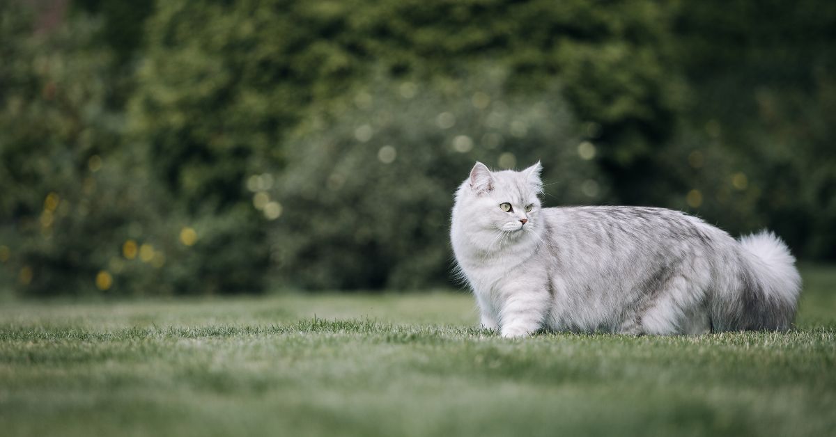 漸層長毛貓｜細膩色彩 × 優雅氣質的靈動精靈