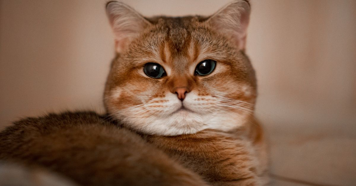 漸層短毛貓｜優雅靜謐 × 時尚低調的溫柔代表